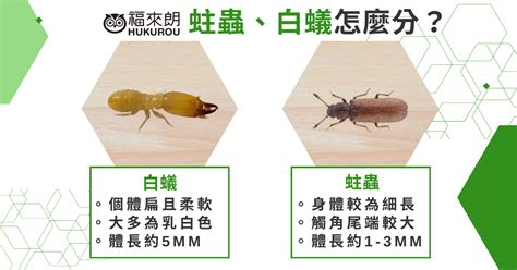 蟲蛀|蛀蟲防治先別亂噴殺蟲劑！木頭蛀蟲處理6大招，讓專家來教你